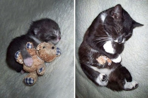  kittens sleeping with a stuffed animal