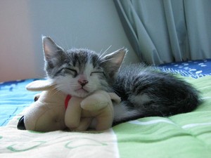  小猫 sleeping with a stuffed animal