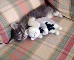  子猫 sleeping with a stuffed animal