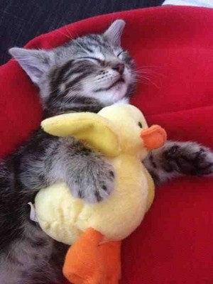  anak kucing sleeping with a stuffed animal