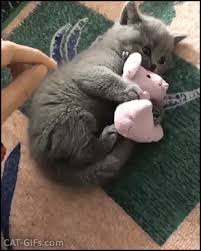  বেড়ালছানা sleeping with a stuffed animal
