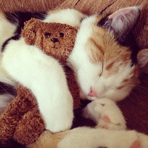  anak kucing sleeping with a stuffed animal