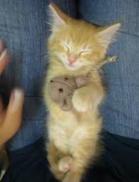  Котята sleeping with a stuffed animal