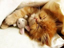  mèo con sleeping with a stuffed animal