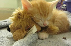  子猫 sleeping with a stuffed animal