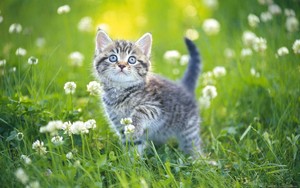  kittens with flowers