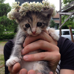  बिल्ली के बच्चे with फूल