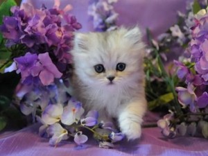  kitties and Цветы