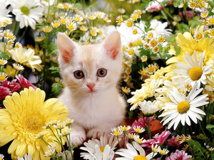  kitties and fiori