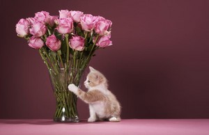  kitties and फूल
