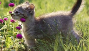  kitties and お花
