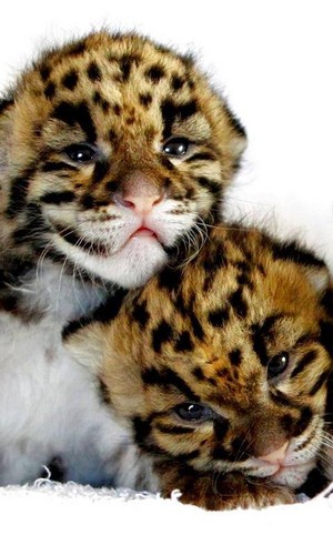  leopard babies*-*❤