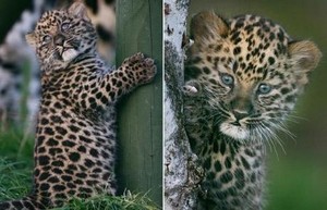  leopard babies*-*❤