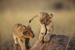 lion cubs