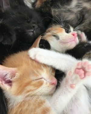lovable kitties