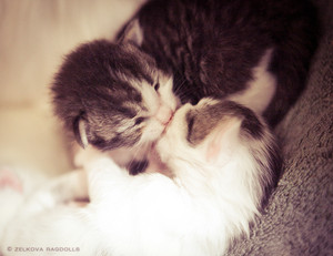 muah...sweet kitten kisses