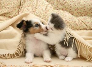  muah...sweet kitten kisses