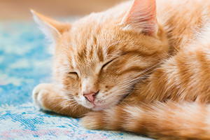  оранжевый tabby cat