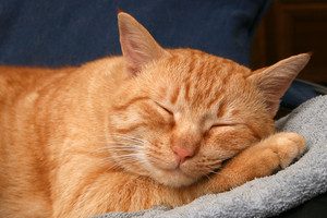  কমলা tabby cat