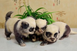 panda puppies