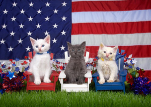 patriotic A-MEOW-CATS