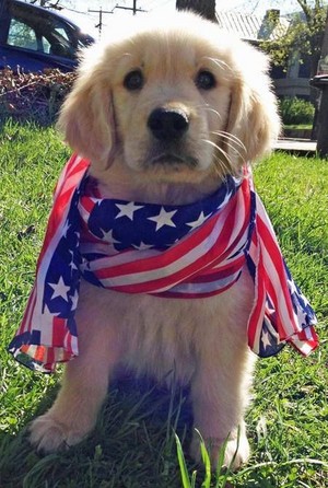  patriotic 강아지