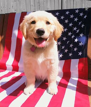  patriotic 小狗