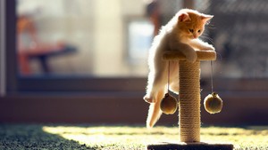  playful gatitos