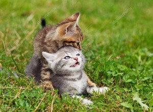 playful kittens
