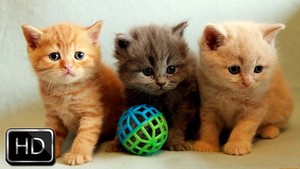  playful kittens