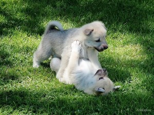  playful cachorritos