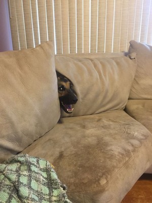  playing hide and seek