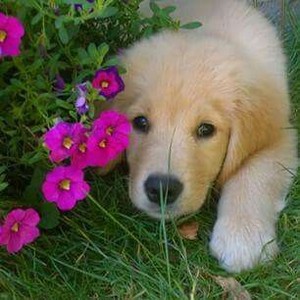 puppies and flowers