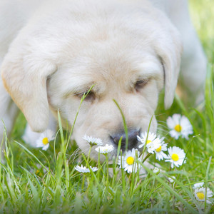 puppies and flowers
