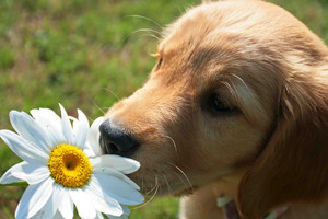  anak anjing and bunga