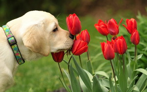  子犬 and お花