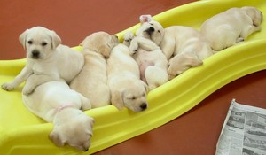 puppies on the slide