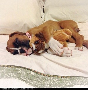  puppies sleeping with stuffed animals