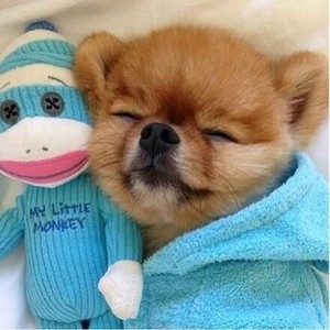 puppies sleeping with stuffed animals
