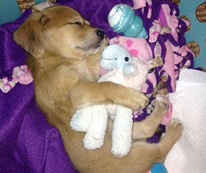  小狗 sleeping with stuffed 动物
