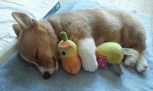 पिल्लें sleeping with stuffed जानवर