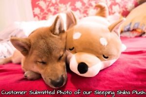  小狗 sleeping with stuffed 动物