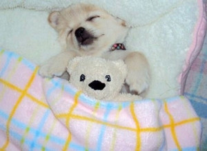  chó con sleeping with stuffed động vật