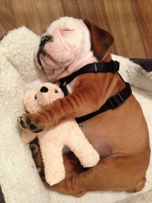  chó con sleeping with stuffed động vật