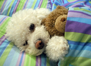 강아지 sleeping with stuffed 동물