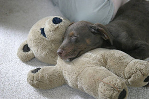  কুকুরছানা sleeping with stuffed জন্তু জানোয়ার