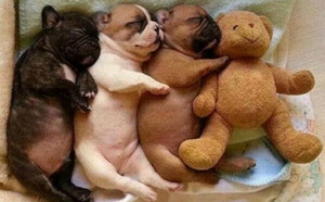  Щенки sleeping with stuffed Животные