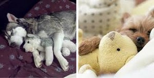  Cuccioli sleeping with stuffed animali