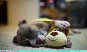  chiots sleeping with stuffed animaux