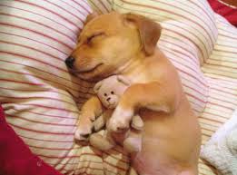  chiots sleeping with stuffed animaux